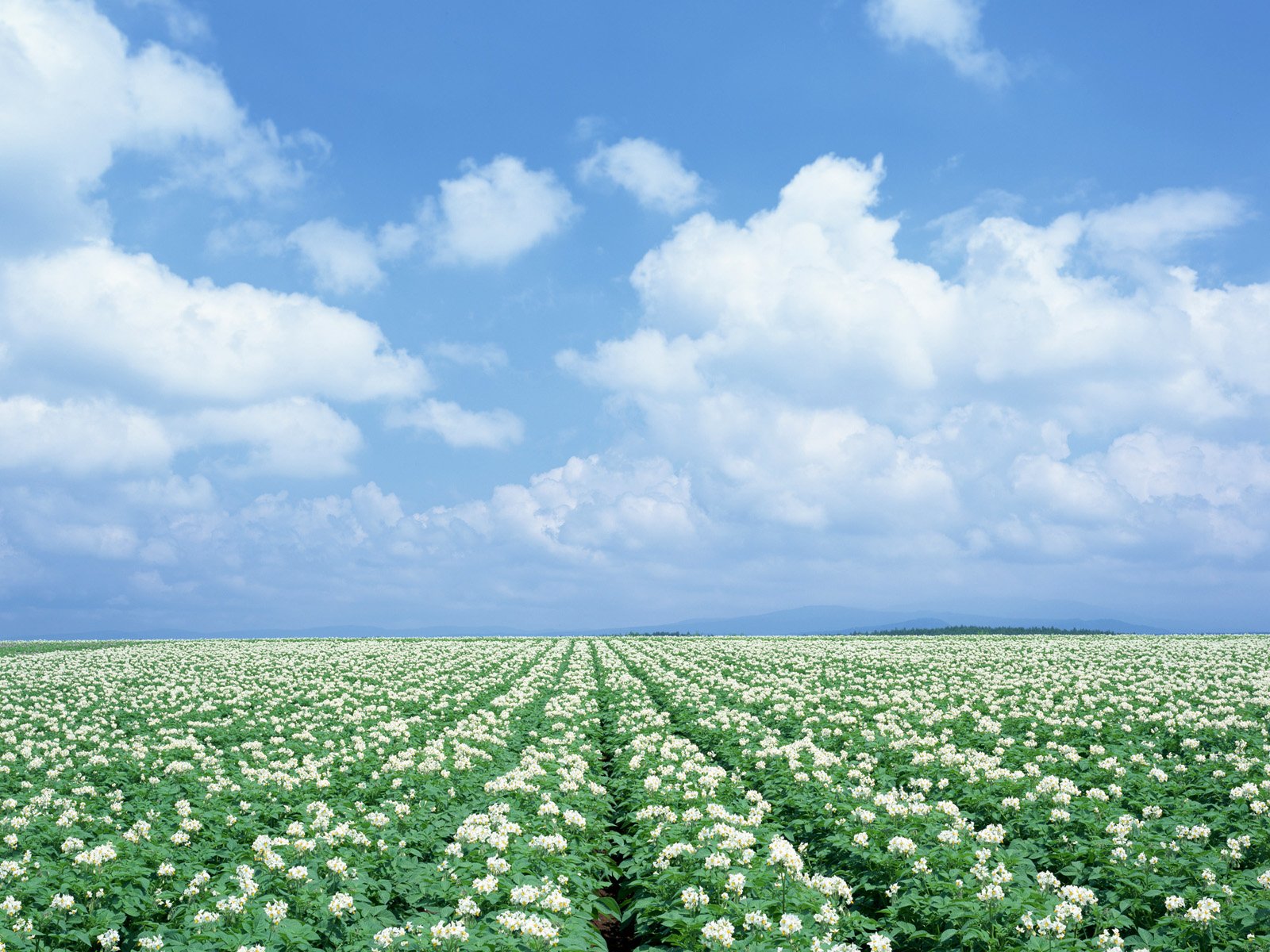 Japan-Hokkaido-Landscape-JF115_350A.jpg